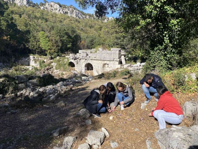 Aü Fen Bilgisi Öğretmenliği Öğrencileri, Termessos Çiğdemini İnceledi