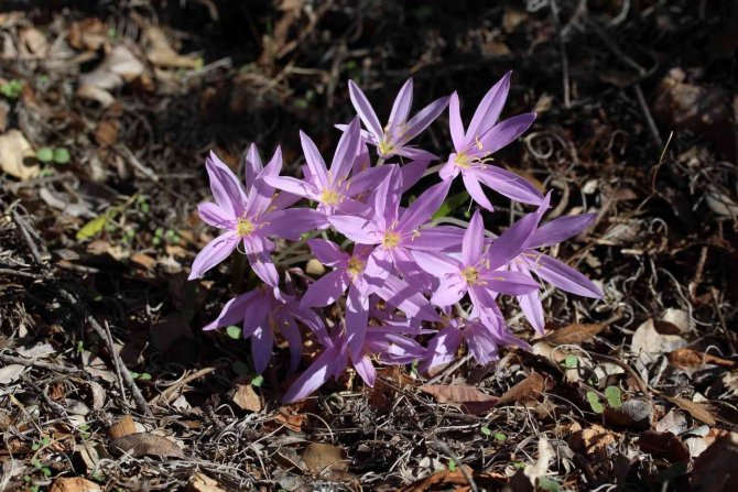 Aü Fen Bilgisi Öğretmenliği Öğrencileri, Termessos Çiğdemini İnceledi