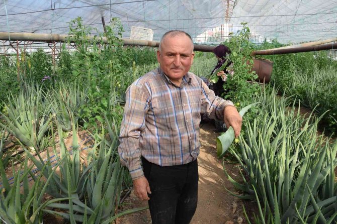 Sebzeden Yeterli Parayı Kazanamayınca Serasında Aloe Veraya Yöneldi