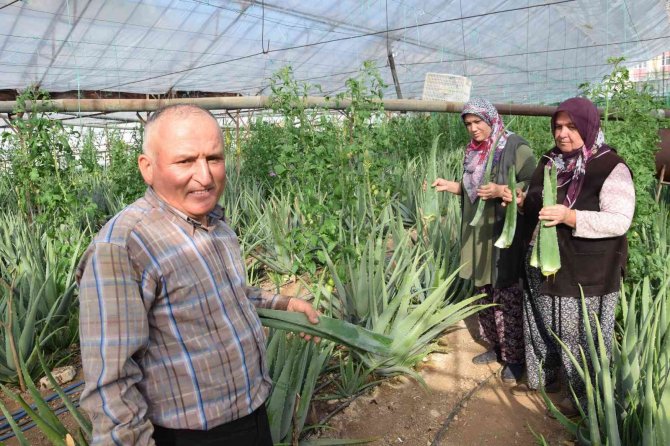 Sebzeden Yeterli Parayı Kazanamayınca Serasında Aloe Veraya Yöneldi