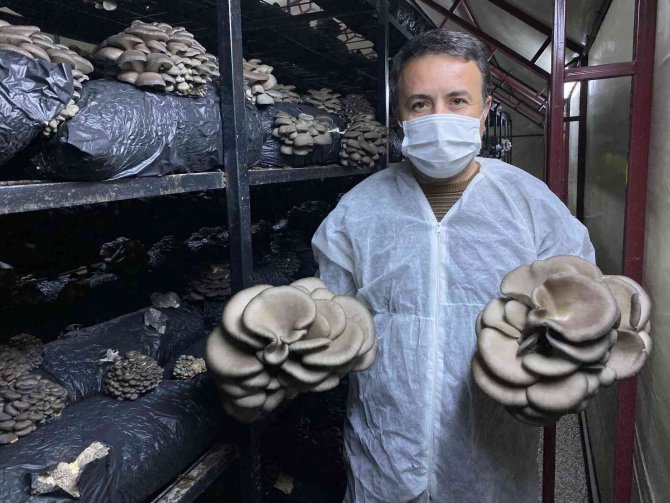 Bahçesine Kurduğu Çadırlarda 40 Ton Mantar Üretiyor