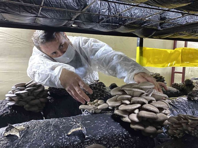 Bahçesine Kurduğu Çadırlarda 40 Ton Mantar Üretiyor