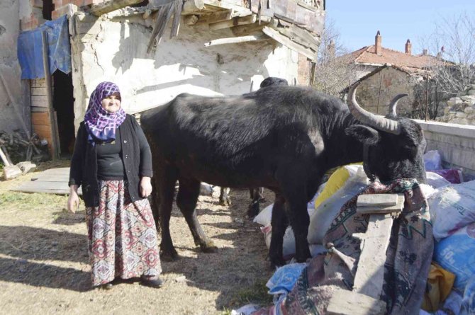 Manda Yetiştiriciliğine Destek