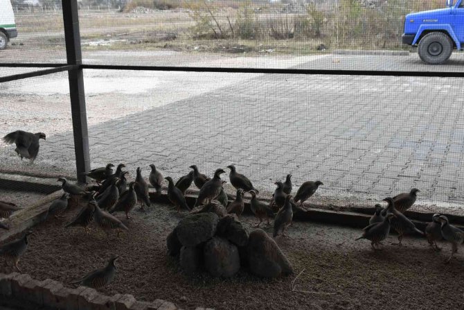 Bu Keklikler Doğal Dengeye Katkı Sağlıyor