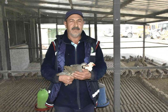 Bu Keklikler Doğal Dengeye Katkı Sağlıyor