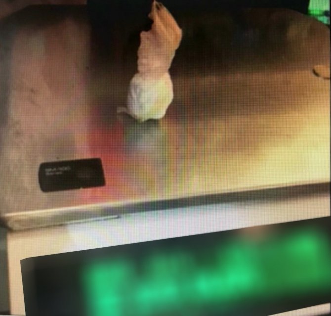 İ̇ki Hasım Çetenin Üyeleri Adliyeye Sevk Edildi