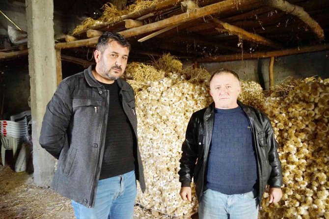 Pandemide Gramla Satılan Taşköprü Sarımsağı, Bu Yıl Depolarda Kaldı