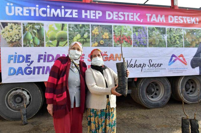 Büyükşehir Belediyesinin Ceviz Fidanı Dağıtımı Sürüyor