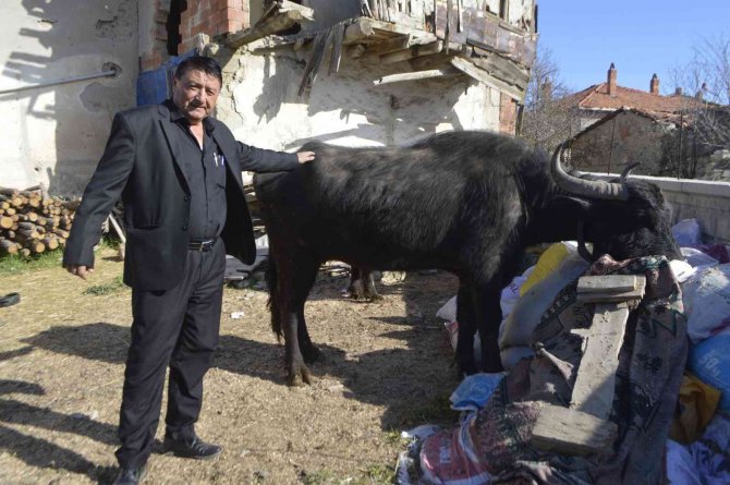 Manda Yetiştiriciliğine Destek
