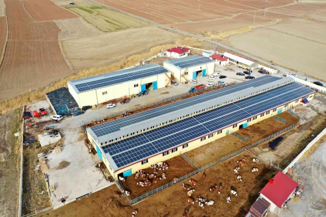 Bu Çiftlikte Bir Yandan Süt Bir Yandan Enerji Üretiliyor
