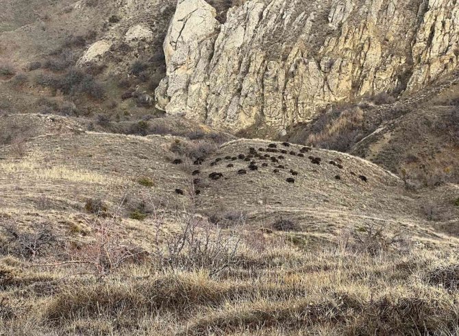 Doğa Fotoğrafçısı, Karşılaştığı Sürü İle Neye Uğradığını Şaşırdı