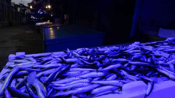 Hamsi Bereketi Sürüyor, İstavrit Azaldı