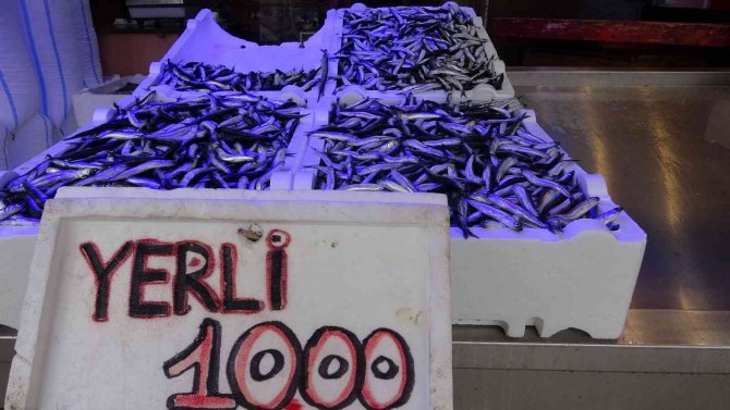 Hamsi Bereketi Sürüyor, İstavrit Azaldı