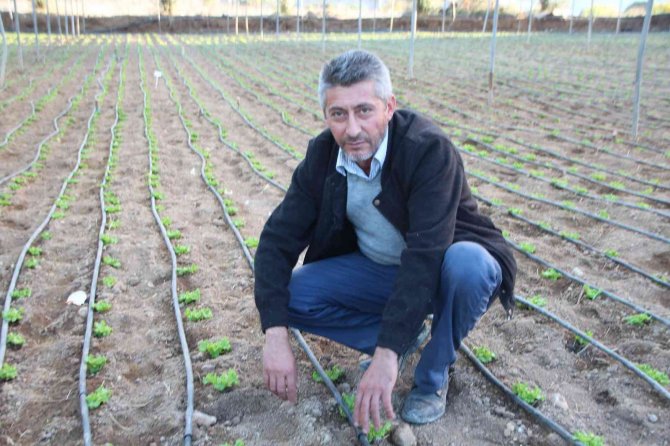 Türkiye’nin Yüzde 50 Marul İhtiyacını Bu Bölge Sağlıyor