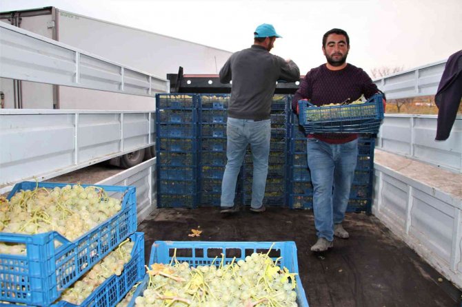 Elazığ’dan 8 Ülkeye 3 Bin Ton Üzüm İhracatı