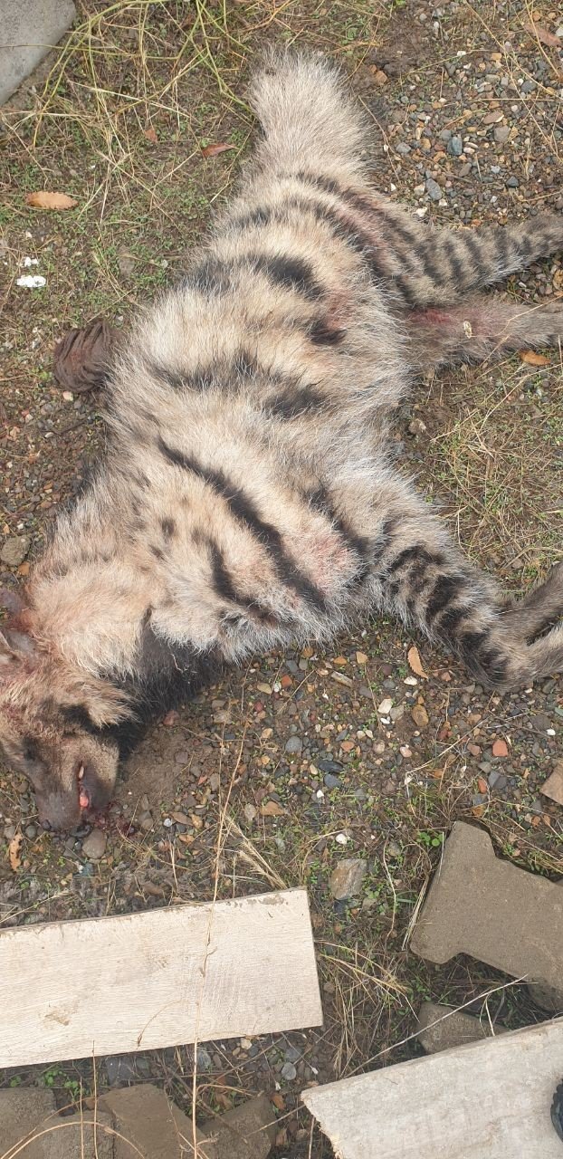 Bingöl’de Nesli Tükenmekte Olan Çizgili Sırtlan Telef Olmuş Bir Şekilde Bulundu