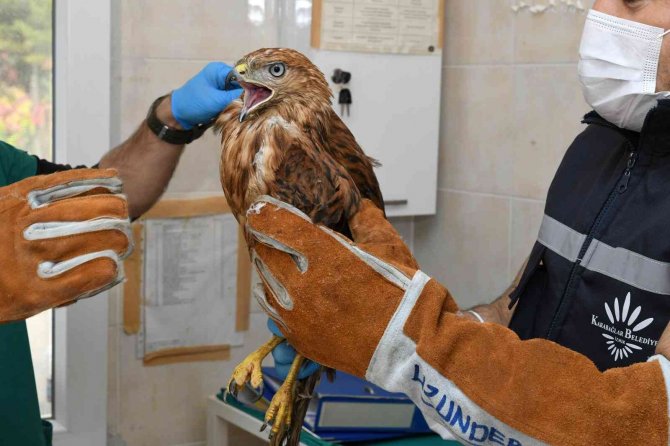 İ̇zmir’de Parkta Bulunan Kızıl Şahin Koruma Altında