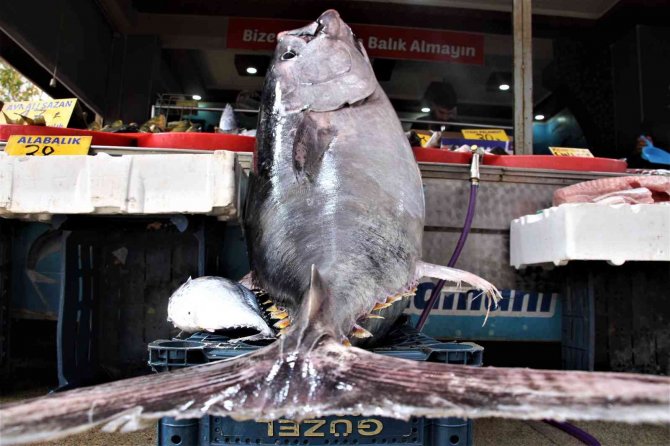 Dev Orkinos Görenleri Hayretler İçinde Bıraktı