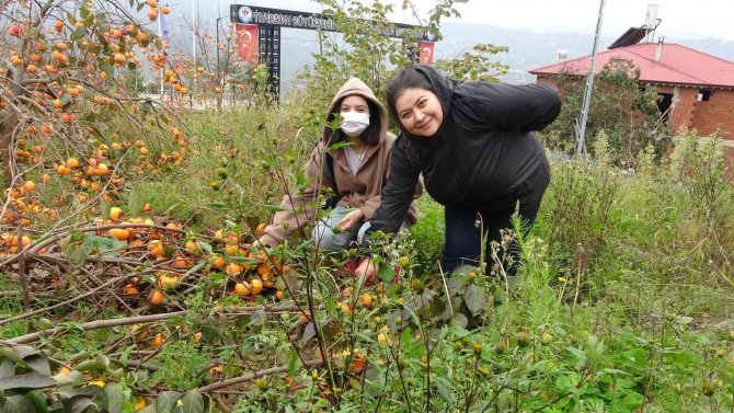 Meyve Çok Verince Dallar Ağırlığa Dayanamadı