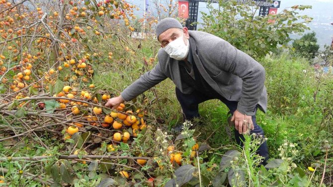 Meyve Çok Verince Dallar Ağırlığa Dayanamadı