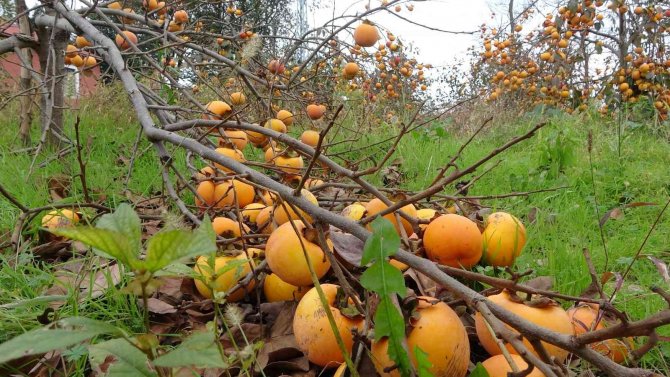Meyve Çok Verince Dallar Ağırlığa Dayanamadı