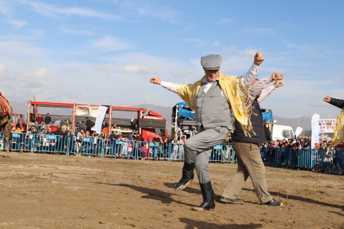 Alaşehir’de Deve Güreşleri İlgi Gördü