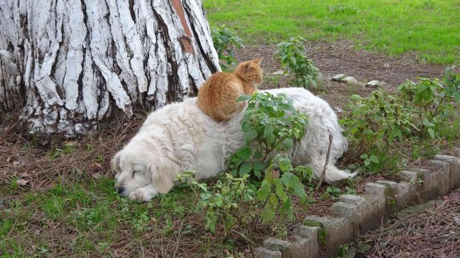 Kedi İle Köpeğin Dostluğu Görenlerin Dikkatini Çekiyor