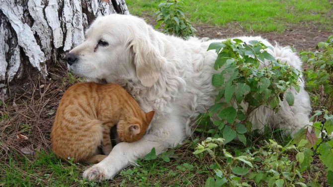 Kedi İle Köpeğin Dostluğu Görenlerin Dikkatini Çekiyor