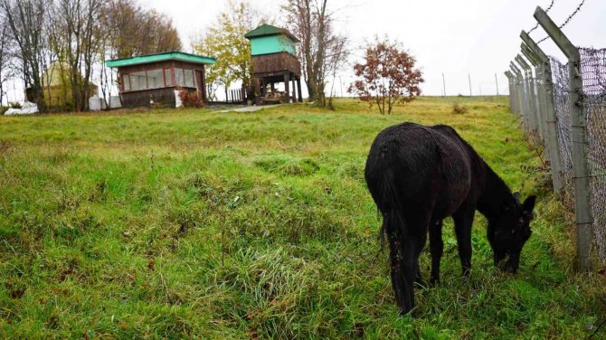 Kedi Kasabası’nın ‘Misafir’i