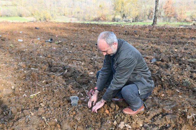 Yaban Mersini Marmara Ovası’nın Gözde Bitkisi Olacak