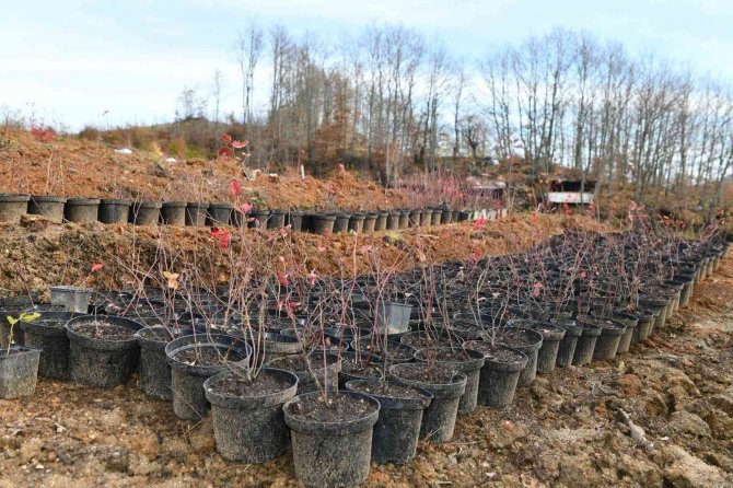 Yaban Mersini Marmara Ovası’nın Gözde Bitkisi Olacak