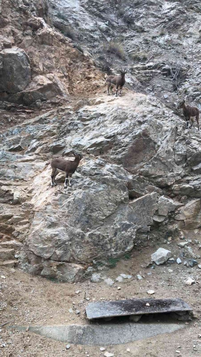 Yaban Keçileriyle Selfie Pozu