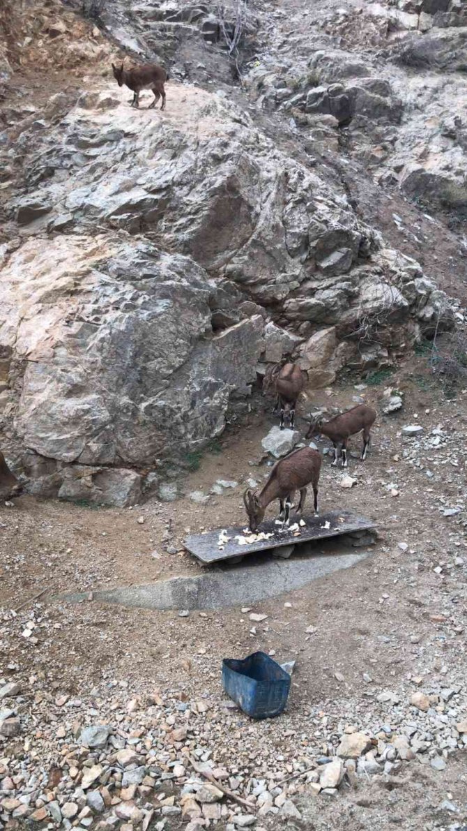 Yaban Keçileriyle Selfie Pozu