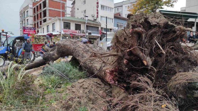 Bursa’da Şiddetli Lodos 270 Yıllık Çınar Ağacını Devirdi