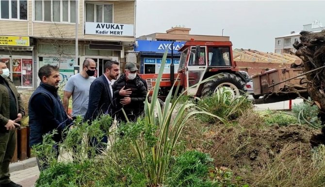 Bursa’da Şiddetli Lodos 270 Yıllık Çınar Ağacını Devirdi