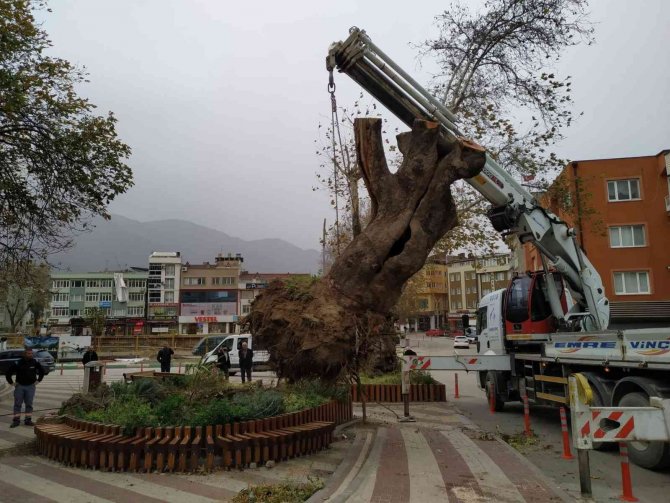 Bursa’da Şiddetli Lodos 270 Yıllık Çınar Ağacını Devirdi