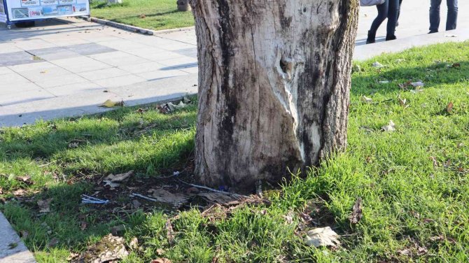 Tehlike Arz Eden Ağaçlar Kaldırılıyor