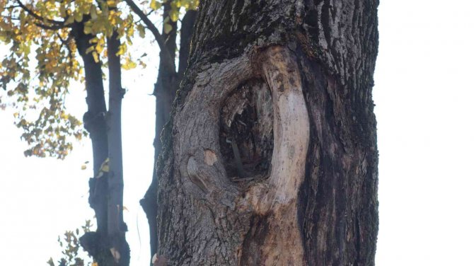 Tehlike Arz Eden Ağaçlar Kaldırılıyor