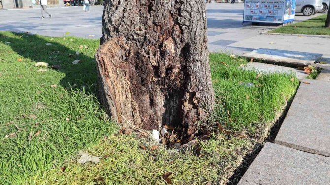 Tehlike Arz Eden Ağaçlar Kaldırılıyor