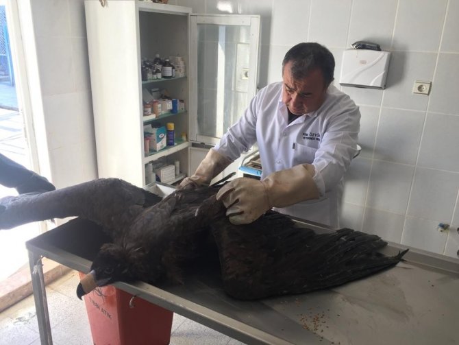 Tedavi Edilen Yaralı Akbaba Yeniden Uçtu