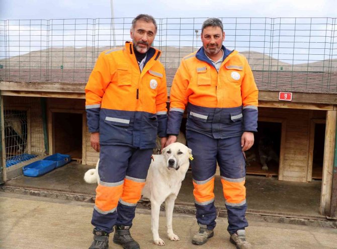 Bu Barınak 5 Yıldızlı Otelleri Aratmıyor
