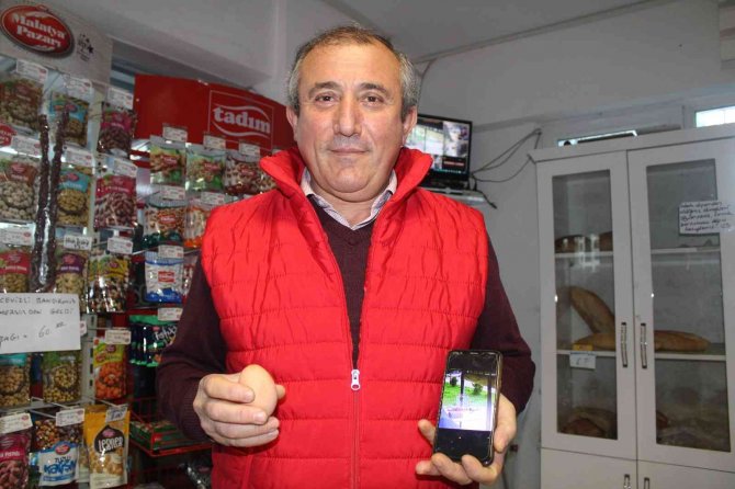 Hırsız Karga: Marketten Yumurta Ve Patates Cipsi Çalıyor