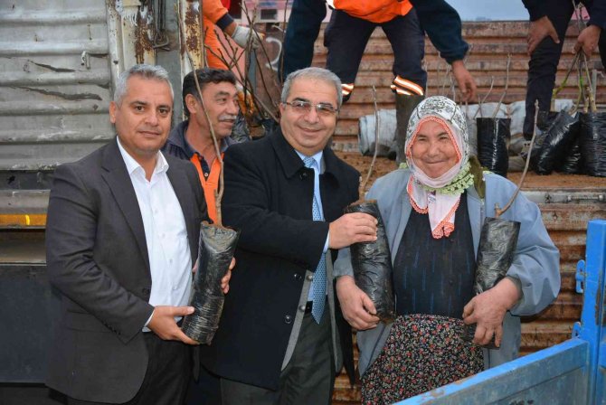 Mersin’de "Ceviz Fidanı Dağıtımı Projesi" Tamamlandı