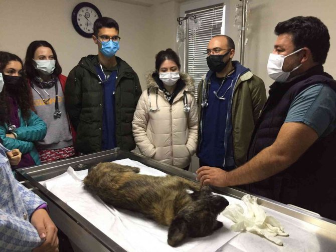 Geçici Hayvan Bakımevi Veterinerlik Öğrencilerini Ağırladı