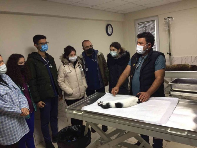 Geçici Hayvan Bakımevi Veterinerlik Öğrencilerini Ağırladı