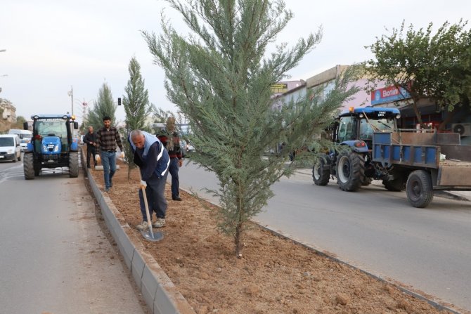 Cizre Belediyesi Peyzaj Ve Ağaçlandırma Çalışmalarını Sürdürüyor