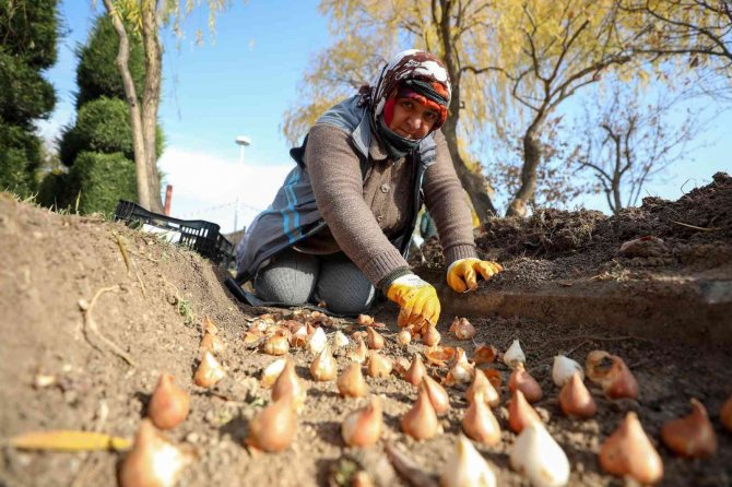 Sincan’da Binlerce Lale Ve Sümbül Toprakla Buluşuyor