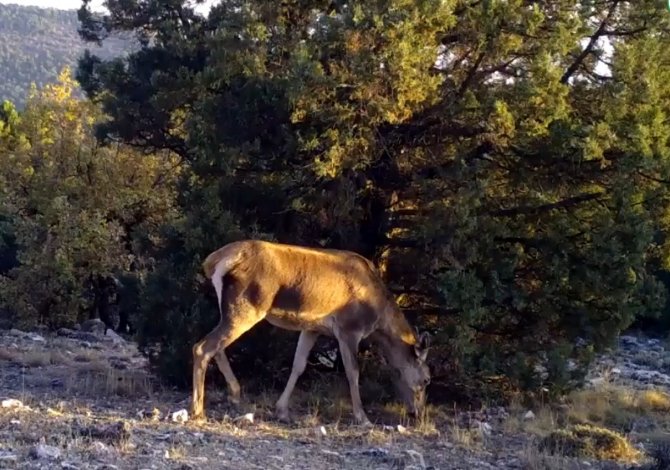 Yaban Hayatın Bir Birinden İlginç Görüntüleri Fotokapanlara Yansıdı