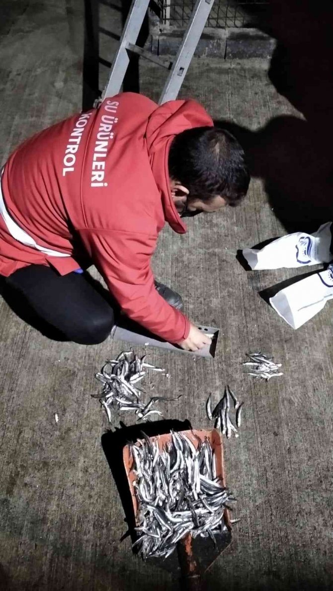 Trabzon’da Belirlenen Limitlerin Altında Avlanan 20 Ton Hamsiye El Konuldu