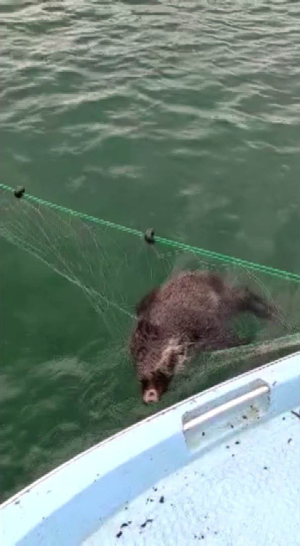 Ağlara Balık Değil Bu Kez Yaban Domuzu Takıldı
